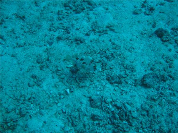 Similan Day 1 010.jpg